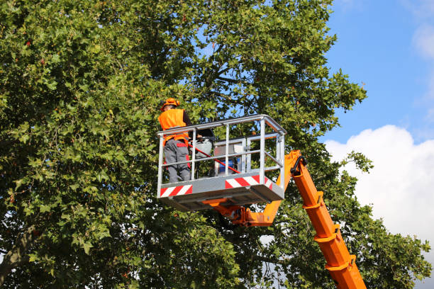 Professional Tree Care  in Larned, KS